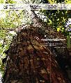 REDD-no-Brasil-2a-edicao.pdf.jpg
